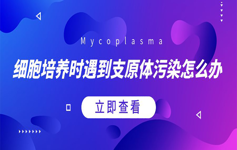 細胞培養時遇到支原體污染怎么辦